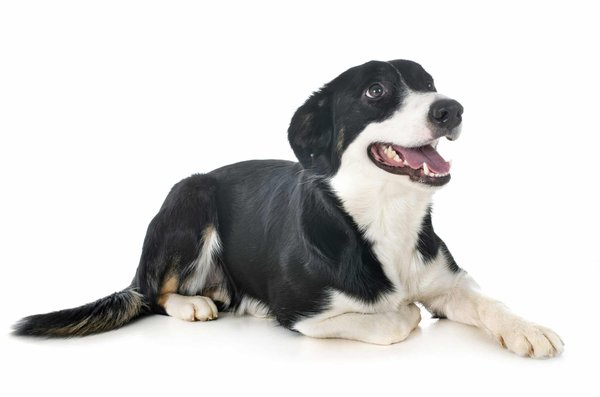 Guide pour acheter votre collier personnalisé little boo